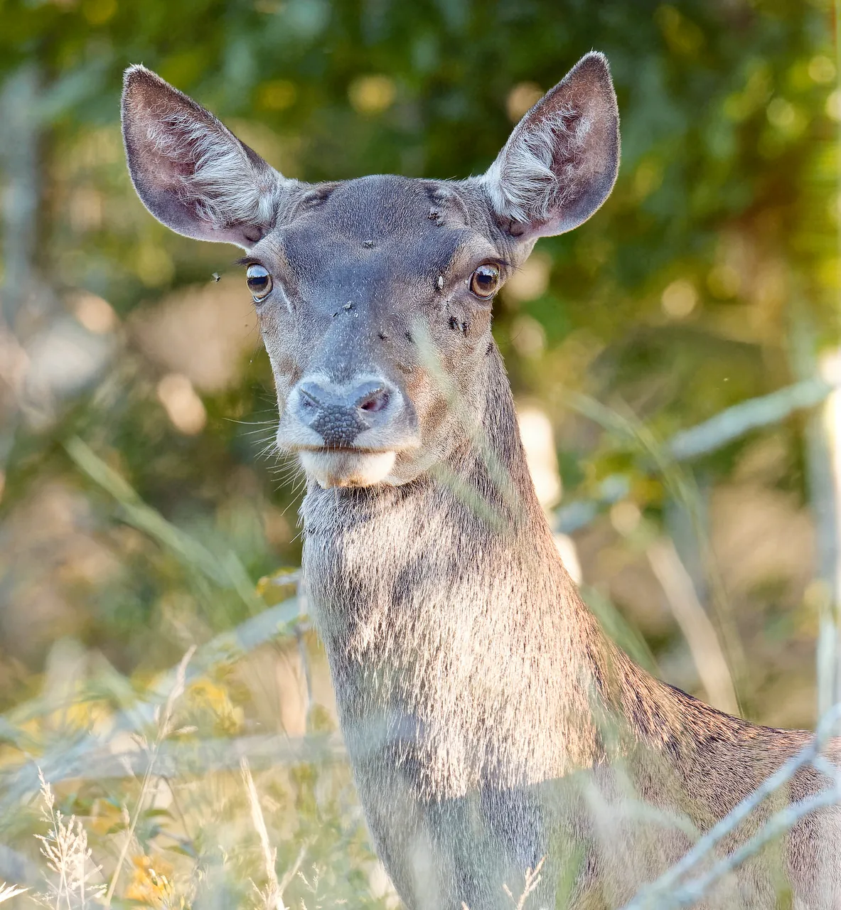 Biche, forêt de Grésigne