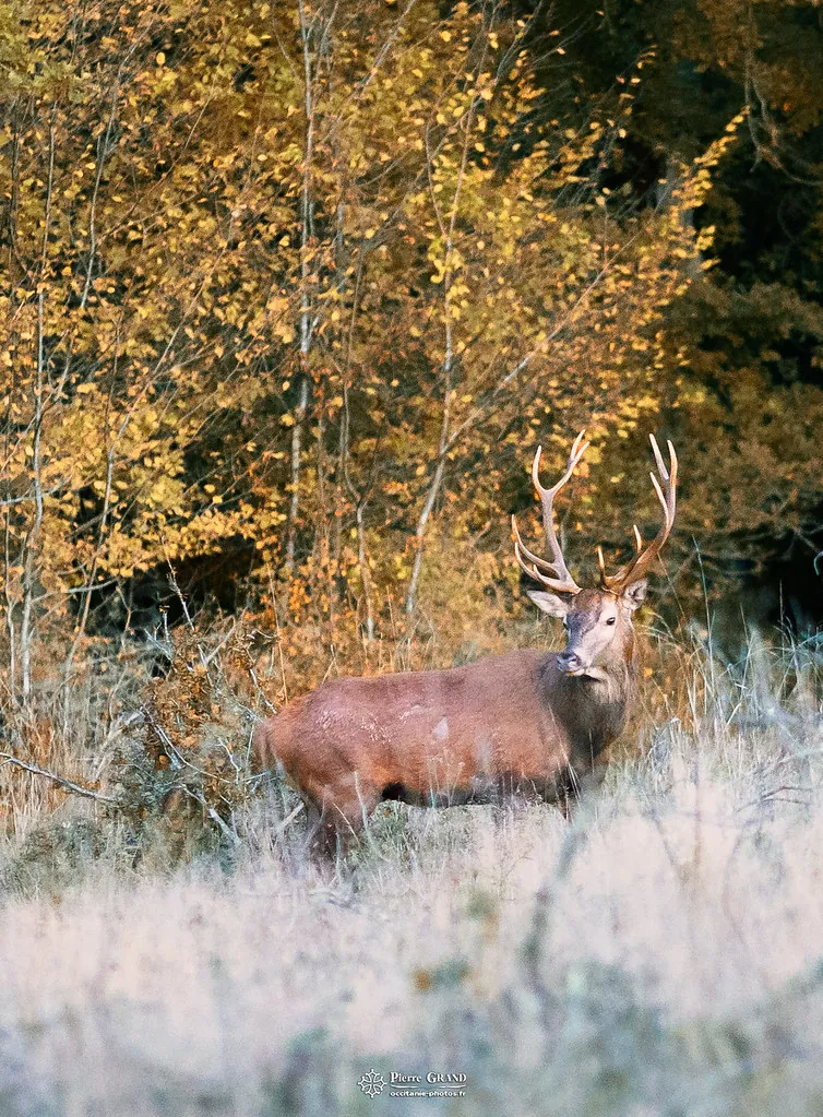Cerf en lisière à l'automne, forêt de Grésigne