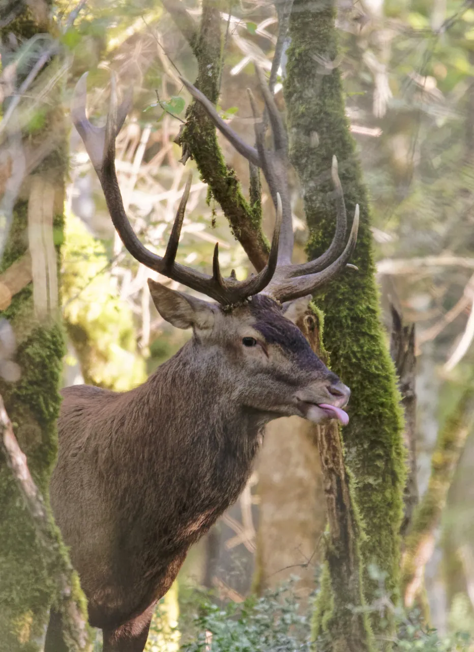 Cerf tirant la langue pendant le brame, forêt de Grésigne