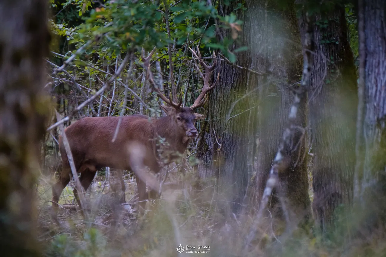 Cerf à l'orée du bois pendant le brame, forêt de Grésigne