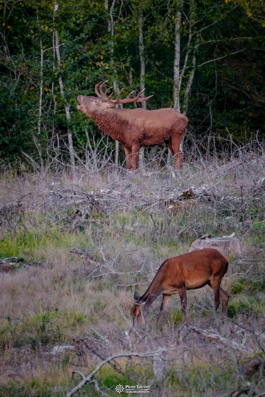 Cerf qui brame près d'une biche, forêt de Grésigne