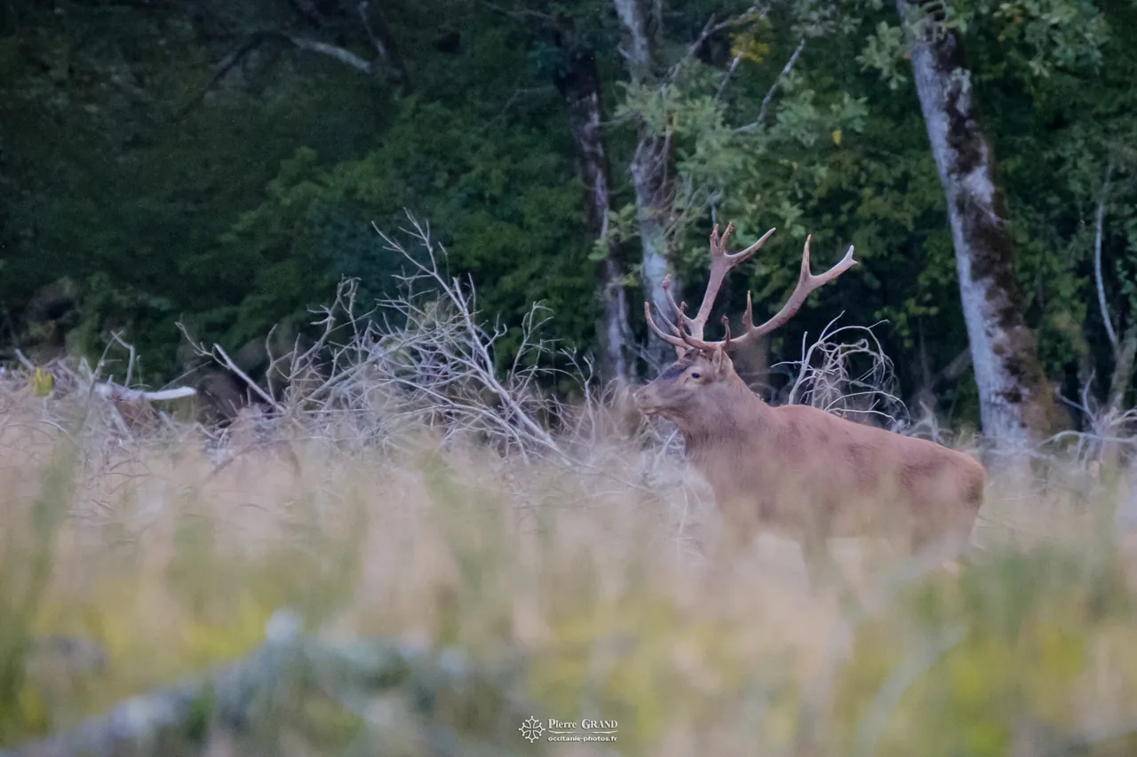 Cerf dans les hautes herbes pendant le brame, forêt de Grésigne