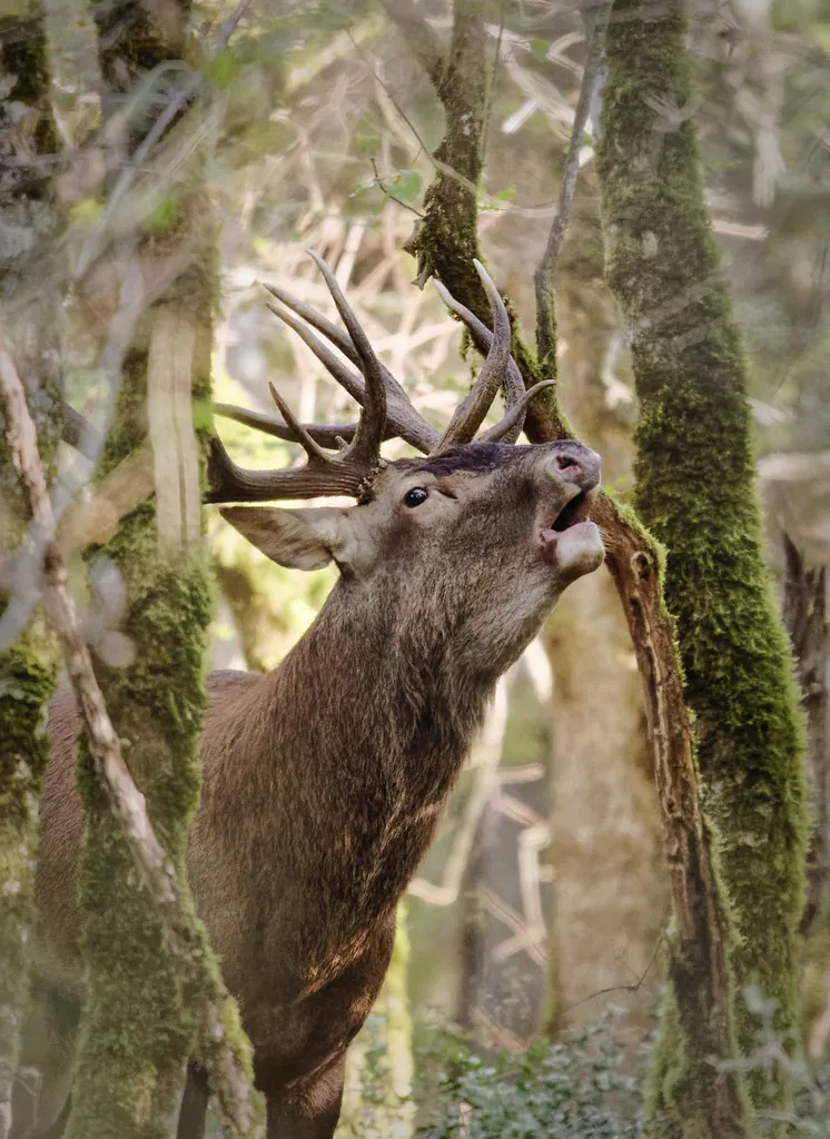 Cerf qui brame, forêt de Grésigne