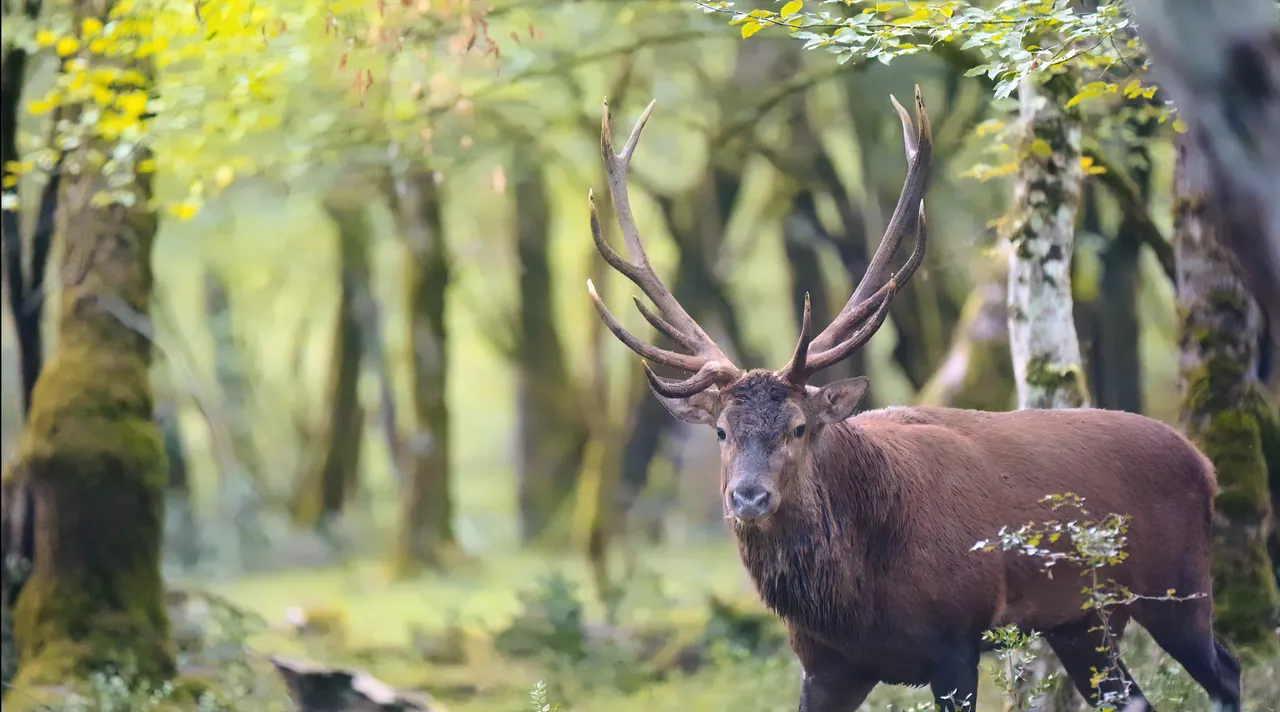 Cerf dans le sous-bois, forêt de Grésigne