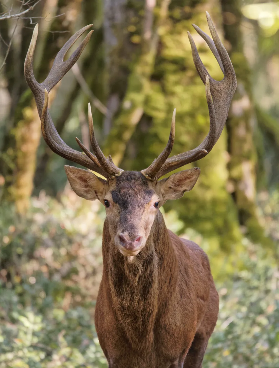 Cerf de face, forêt de Grésigne