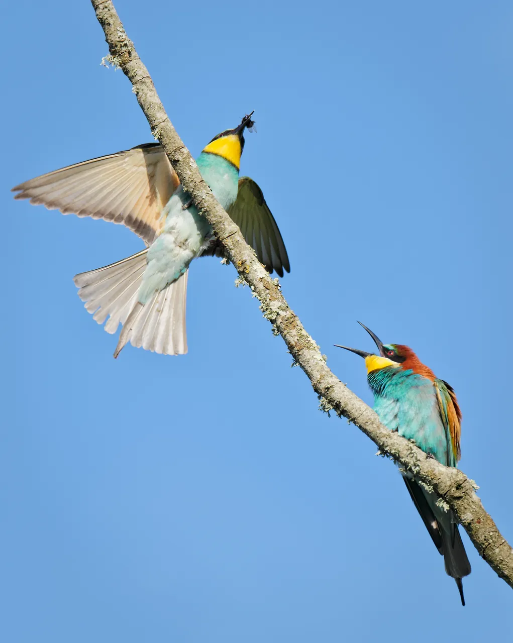 Couple de guêpiers d'Europe sur une branche, Tarn
