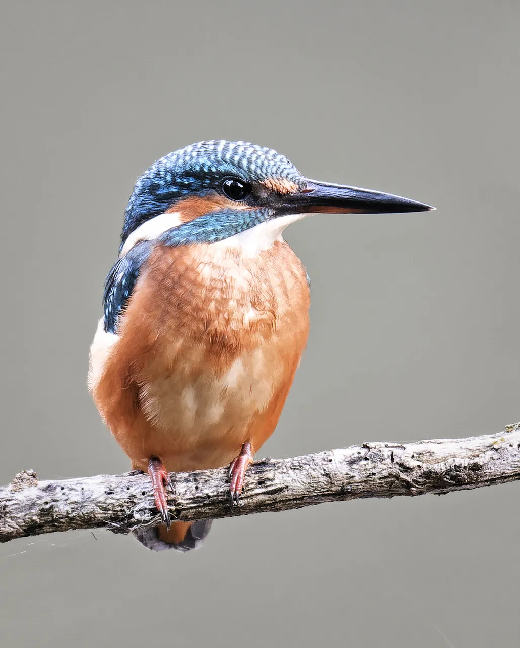 Martin-pêcheur de face sur sa branche, vallée du Cérou