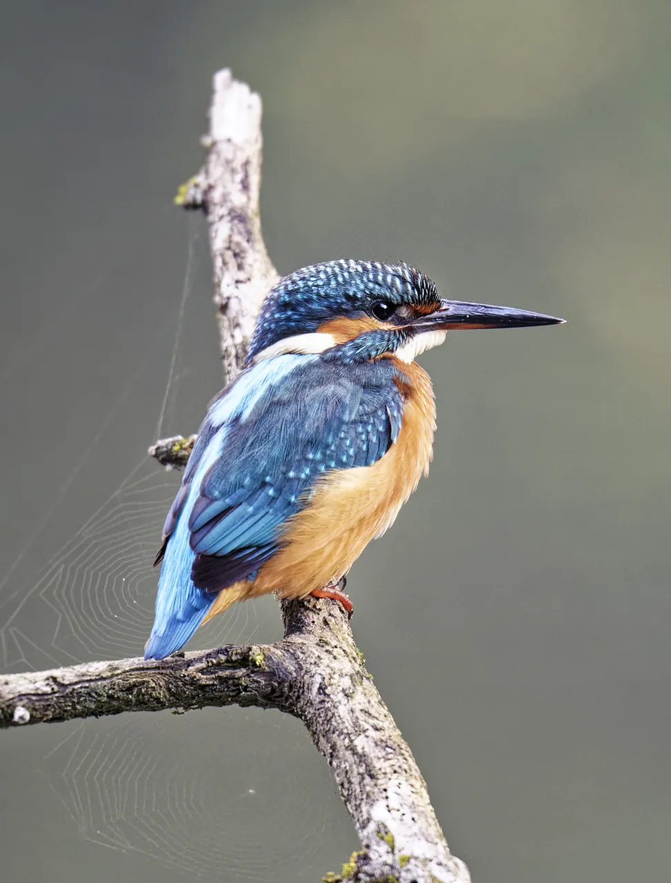 Martin-pêcheur de profil sur une branche, vallée du Cérou