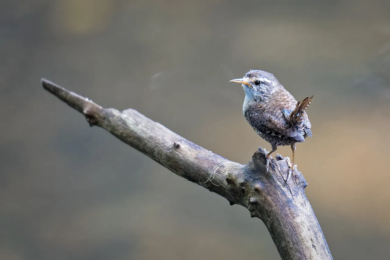 Troglodyte mignon, vallée du Cérou
